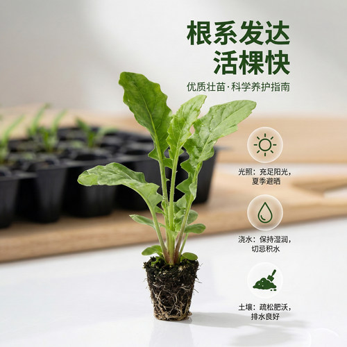 非洲菊桃熏花苗5颗扶郎花小苗高杆重瓣大花四季开花鲜切花 - 图3