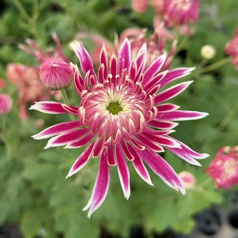 国华大菊花苗维也纳传统国菊菊独本苗耐寒多年生宿根植物包邮,淘宝优惠券,粉丝福利购,淘宝优惠卷