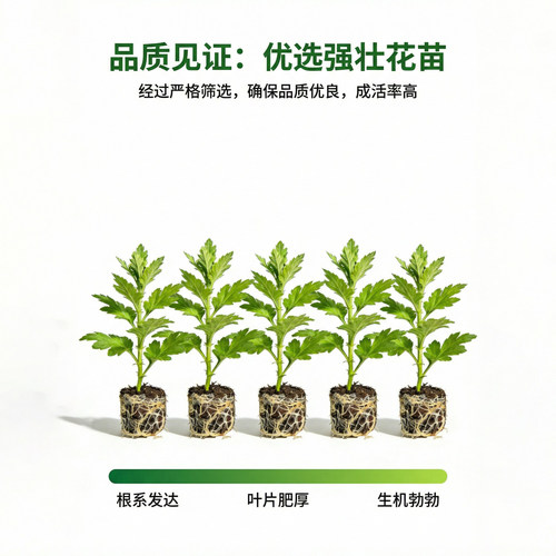 切花菊三文鱼花苗多年生草本花卉秋季开花阳台庭院盆景带土发货 - 图0