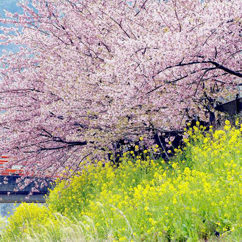 正宗日本樱花精品树苗大小苗南北方庭院地栽盆栽花树早晚樱风景树 - 图3