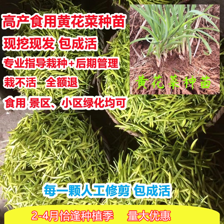 黄花菜种植苗食用黄花菜种苗黄花菜苗包成活忘忧草苗金针菜苗现挖-图1