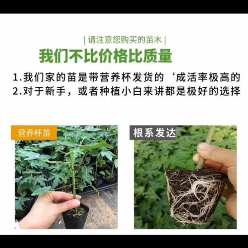 木瓜苗树南方矮化高产雷州冰糖红心大苗南方种植盆栽地栽当年结果 - 图3
