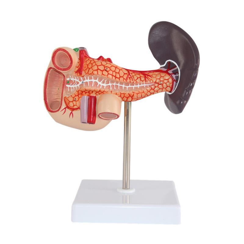 仿真人体肝脏模型肝解剖肝胆胰脾十二指肠病变肝胆U胰肝胆胰胃切 - 图3