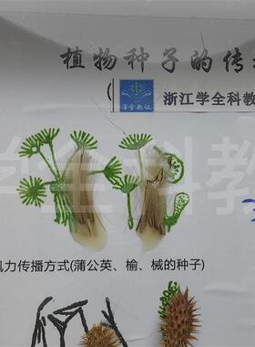 植物种子传c播标本高档新款摆件幼儿园小学教学科学科普自然教材