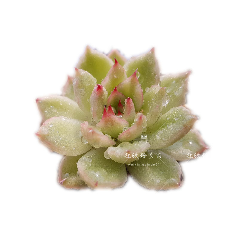 10月2日61到70号迎铁粉多肉韩国直播间每日下午1点直播链接 迎铁粉多肉韩国基地总店 淘优券