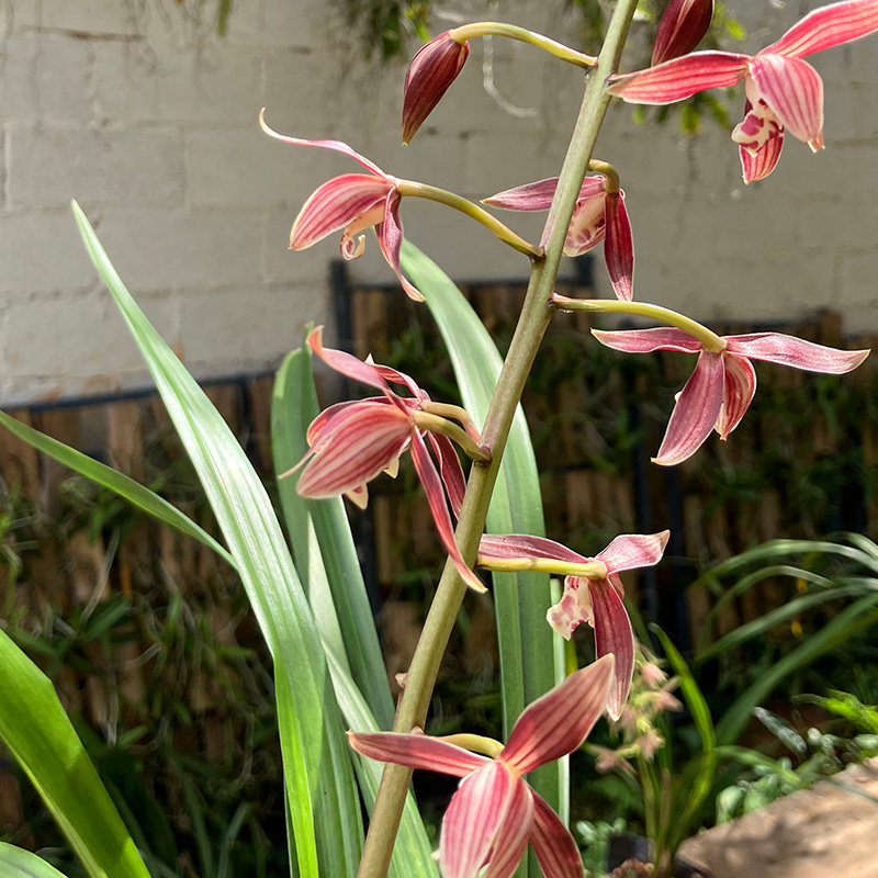 秋榜白榜年年红兰花国兰匠人花圃花色类似茶城红版纳红,淘宝优惠券,粉丝福利购,淘宝优惠卷