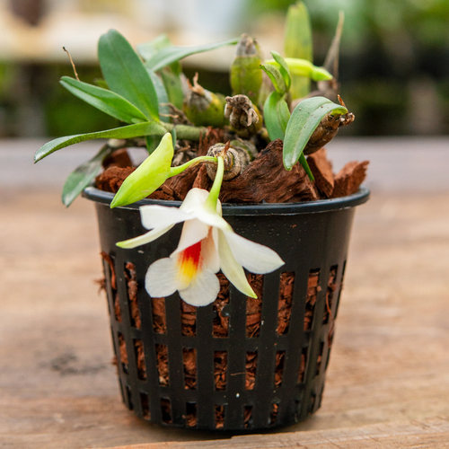 匠人花圃喉红石斛夏季开花小巧桌面好养植物盆栽矮石斛有香雨林缸 - 图0