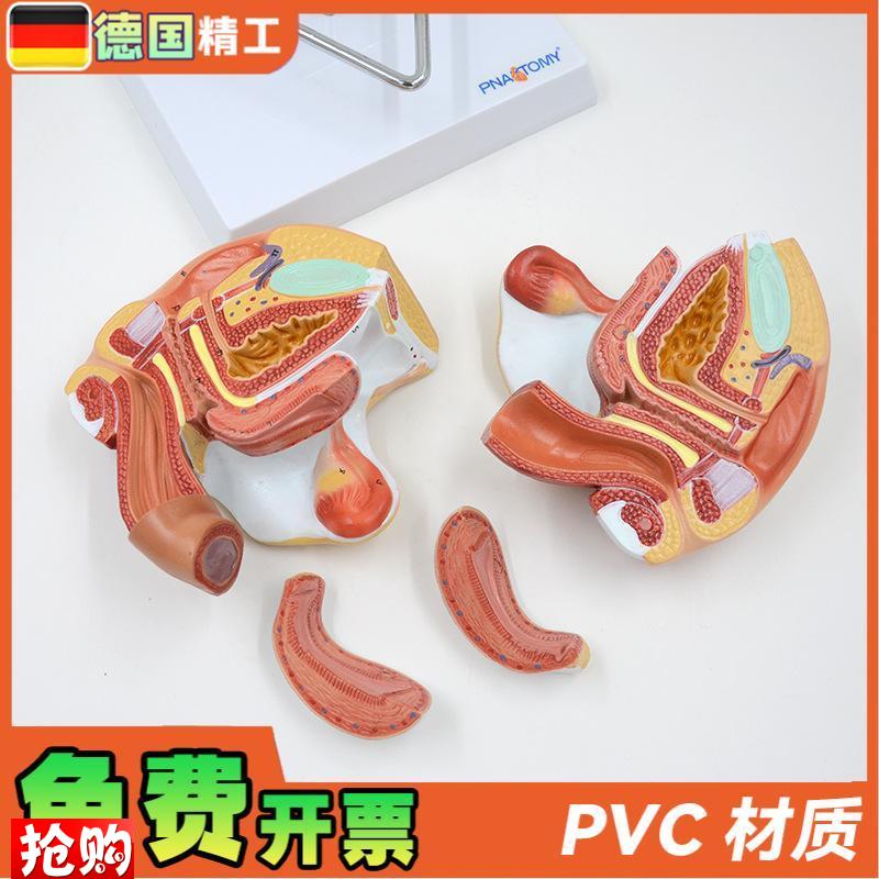 德国】女性子宫模型卵巢阴道女B性内外生殖官模型生殖科妇科演 - 图2