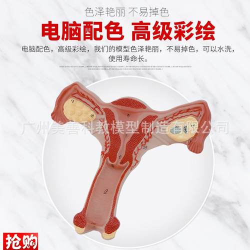 双侧卵巢子宫模型人体女性生殖子宫解剖阴M道卵巢教学妇科生殖科 - 图1