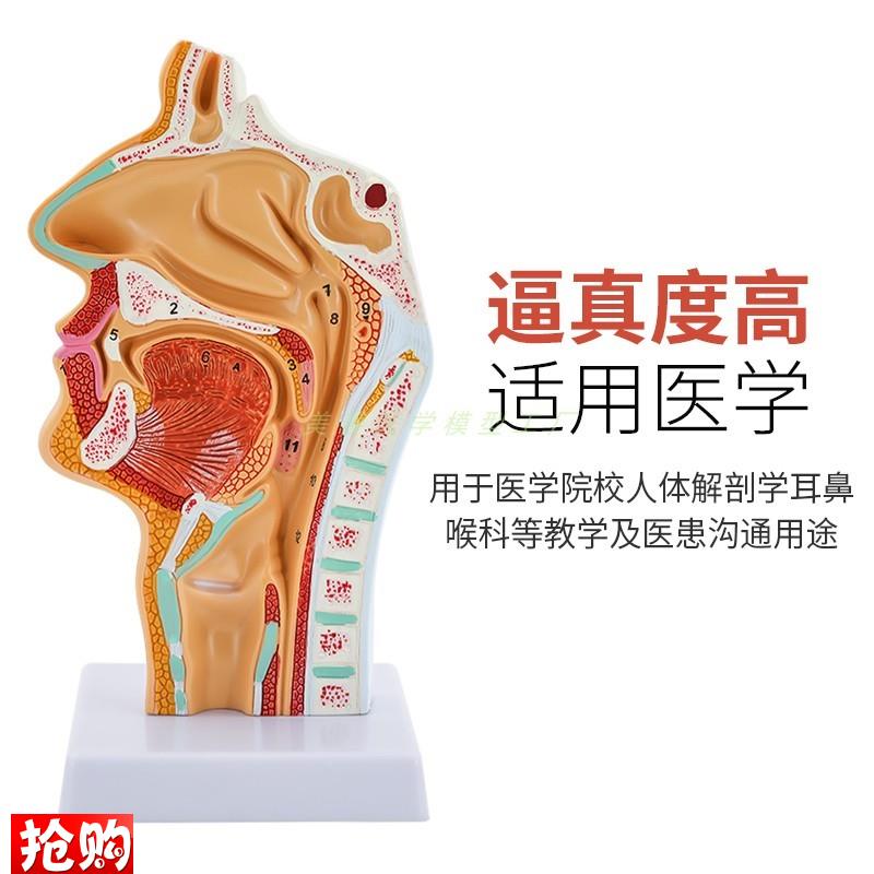 人体鼻腔口腔咽k喉解剖模型鼻咽腔口咽腔喉咽腔耳鼻喉科模型 - 图2