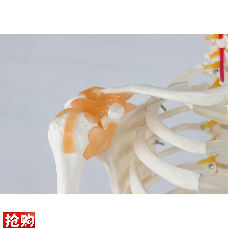 德国精工】成人骨骼附关节韧带模型医学教学R器材实验演示模型 - 图0
