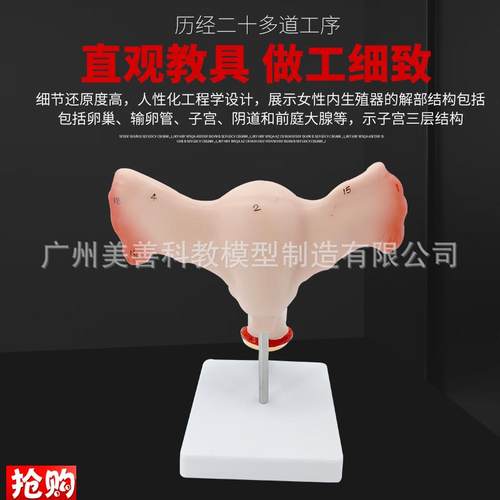 双侧卵巢子宫模型人体女性生殖子宫解剖阴M道卵巢教学妇科生殖科 - 图2