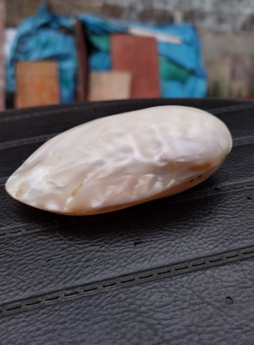 天然贝壳珍珠贝刮痧贝