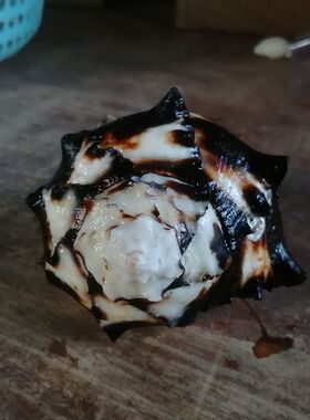 天然海螺寄居蟹替换壳