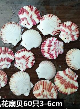 100只打孔diy制作挂件彩色贝壳