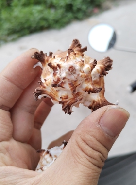 天然海螺 千手玫瑰黑骨螺 寄居蟹替换备用壳鱼缸造景橱窗地台装饰