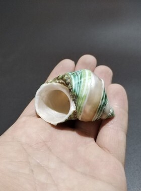 天然鱼缸造景寄居蟹替换壳