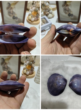 天然白色贝壳可开合蓝海精灵