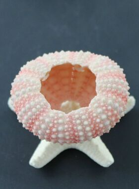 情侣信物地台橱窗小摆件海螺贝壳