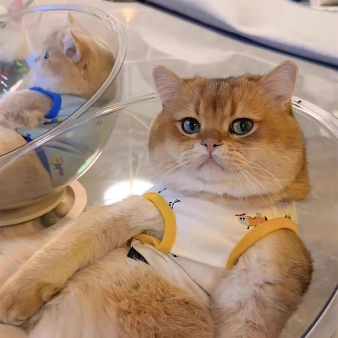 太空舱猫窝四季通用高透冰窝半封闭亚克力实木转盘猫玩具猫床一体,淘宝优惠券,粉丝福利购,淘宝优惠卷