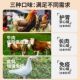 Guazhoumu high-meat ready-to-eat can 85g staple food for young cats to gain weight and gills nutrition staple food can cat snack can