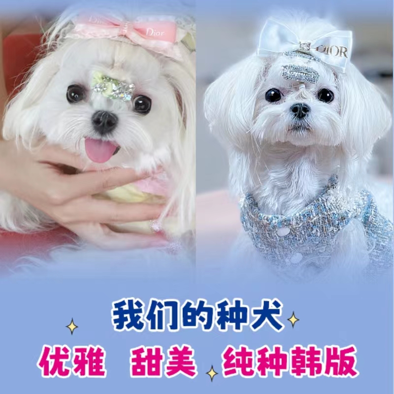 马尔济斯犬幼犬纯种小体韩系狗狗宠物狗网红小型犬小狗魔天使 - 图1