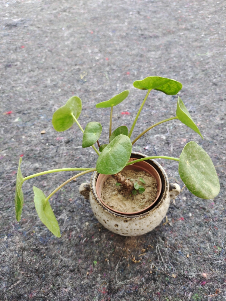 镜面草 办公室桌面绿植防辐射多肉植物小盆栽室内客厅禅意小摆件 - 图1