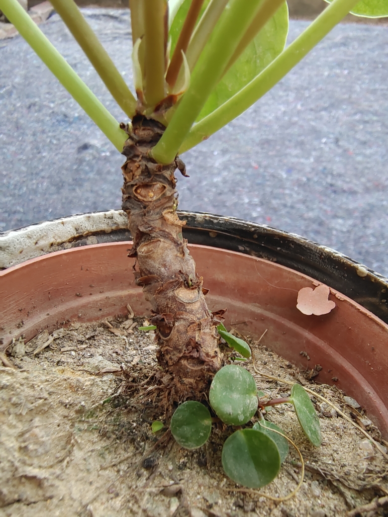 镜面草 办公室桌面绿植防辐射多肉植物小盆栽室内客厅禅意小摆件 - 图2