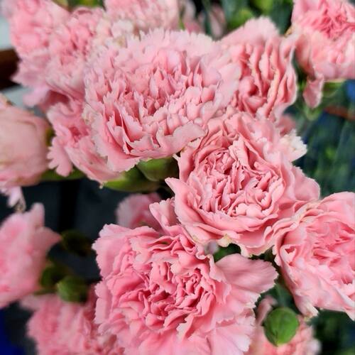 红色康乃馨鲜花现采母亲节送妈妈鲜花家用插花水养云南基地直发 - 图3
