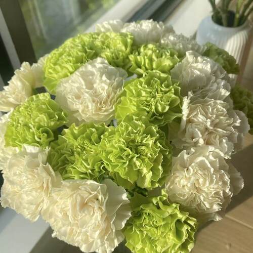 康乃馨水养鲜花表达爱意昆明直发 - 图2