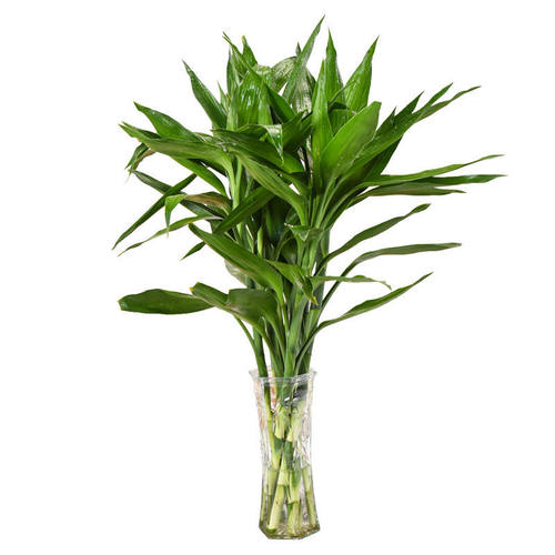 富贵竹水培植物水养转运竹节节高盆栽绿植花卉室内花客厅水养绿萝 - 图3