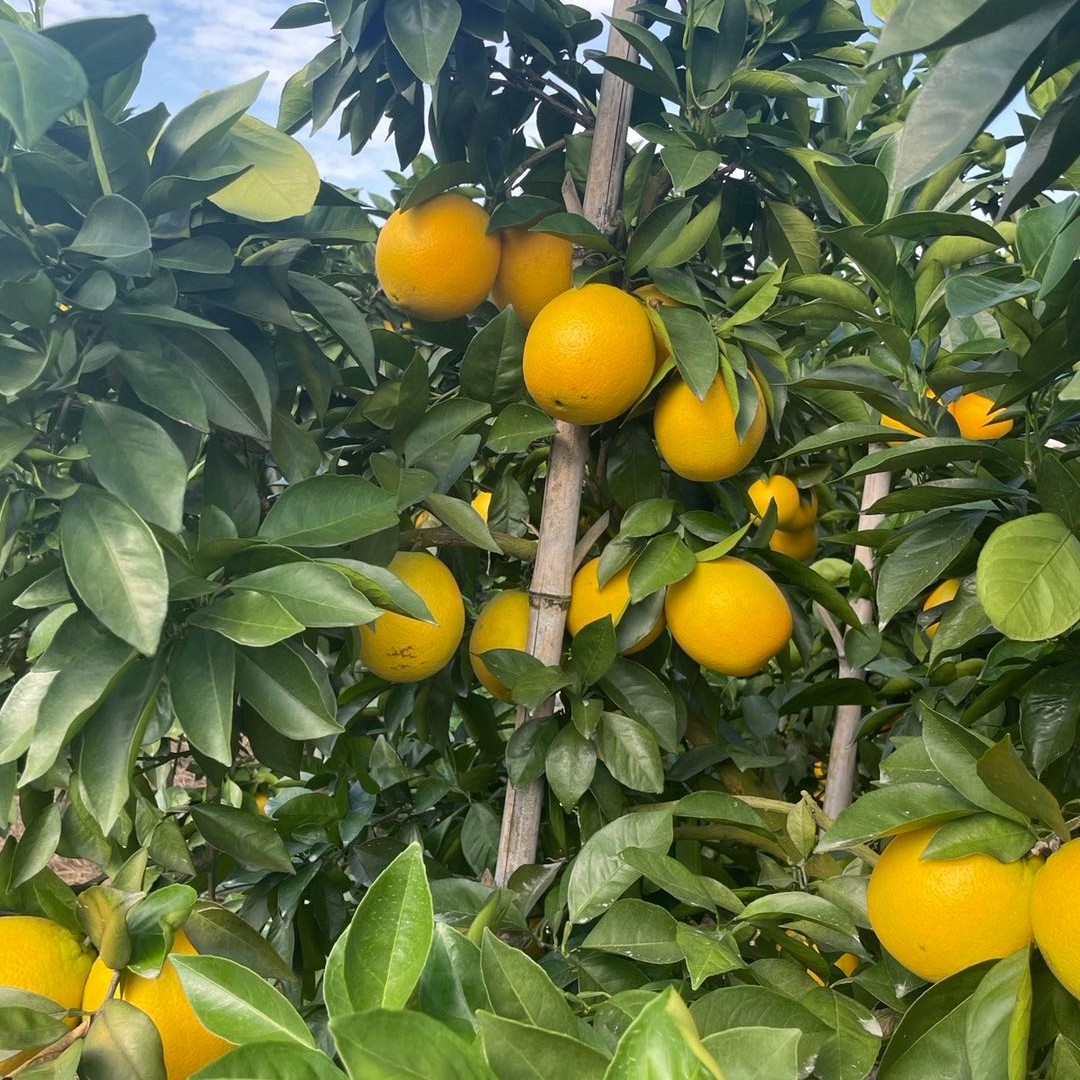 正宗赣南脐橙信丰产地直发赣州新鲜橙子10斤顺丰包邮当季孕妇水果,淘宝优惠券,粉丝福利购,淘宝优惠卷