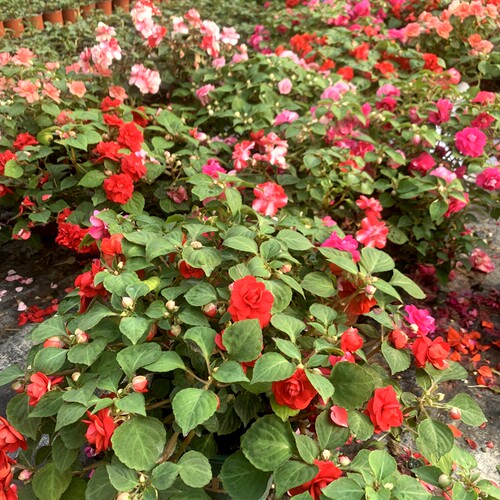 非洲重瓣凤仙水梅带花苞发货季开重瓣花卉盆栽植物阳台客厅易养 - 图1