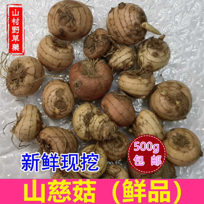 新鲜广西山慈菇 现挖中药材山慈姑500g包邮冰球子山茨菇 另有干品 - 图1