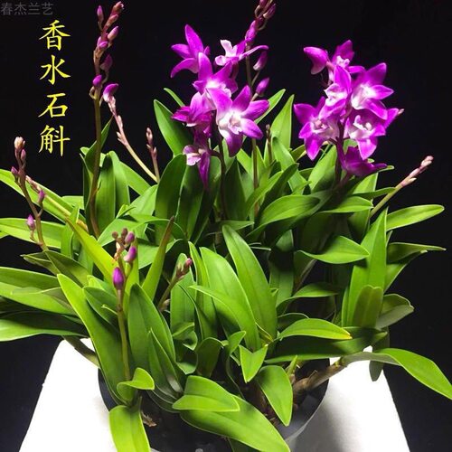 七彩香水石斛兰花四季兰好养绿植浓香改善睡眠绿植净化空气盆栽 - 图0