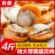 Fresh extra large scallops with yellow meat wholesale SF Express