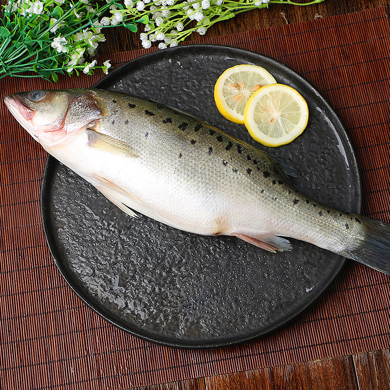 海鲈鱼新鲜冷冻海鱼鲜活深海鱼6条七星鱼海鲜水产海产品冰鱼卢鱼 - 图0