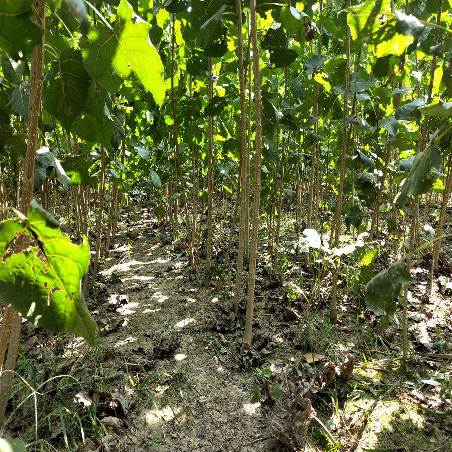 白杨树苗 白杨树 速生杨107速生杨树苗 植树造林 3804白杨苗包邮_虎窝淘