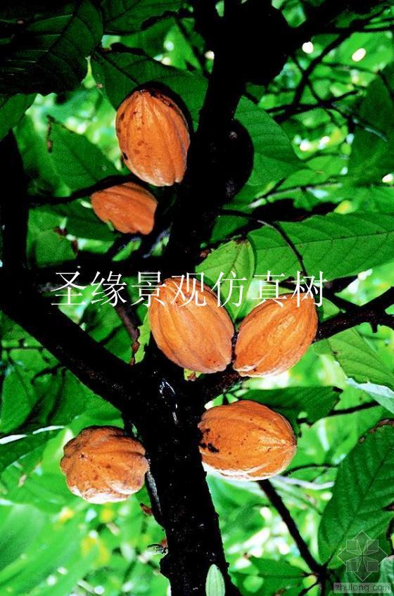 圣缘景观仿真果实树假可可树绿色咖啡树室内装饰广东厂家直销 - 图0