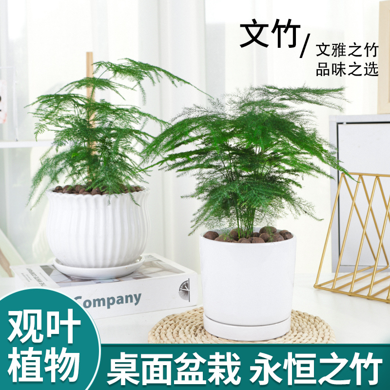 文竹盆栽盆景植物室内客厅花卉办公室桌面绿植好养四季常青大盆栽-图0