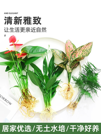 Flower potted hydroponic plants indoor green four