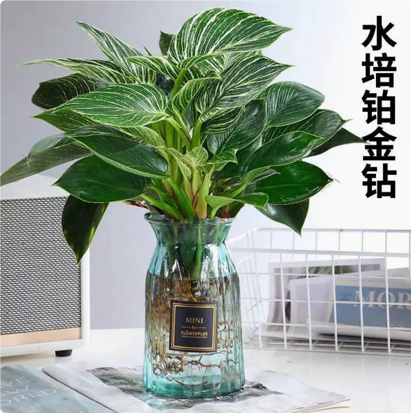 水培铂金钻锦化绿公主室内盆栽北欧绿植高颜值夏季书房植物提神,淘宝优惠券,粉丝福利购,淘宝优惠卷