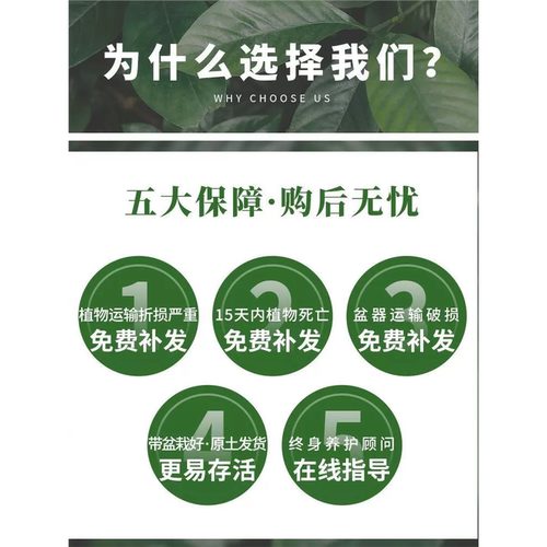 三叶草四叶草种子幸运草四季常青易种活园林绿化庭院护坡草坪种籽 - 图1