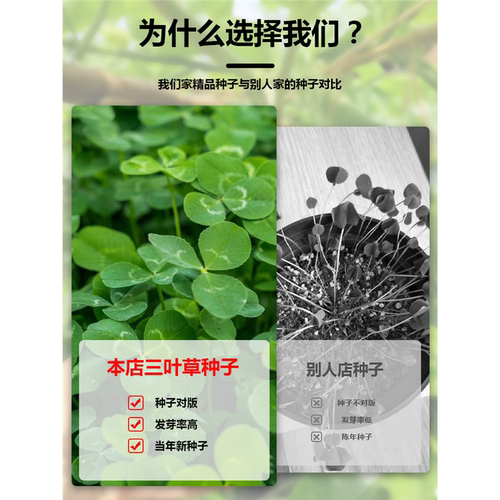 三叶草四叶草种子幸运草四季常青易种活园林绿化庭院护坡草坪种籽 - 图2