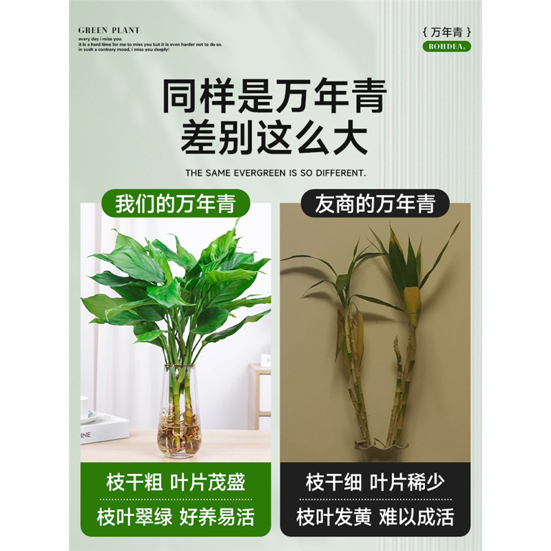 水培植物万年青盆栽室内桌面盆栽富贵竹卧室客厅净化空气好养植物
