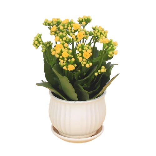 长寿花盆栽重瓣花苗四季开花的花带花苞观花植物室内大盆花卉好养 - 图3