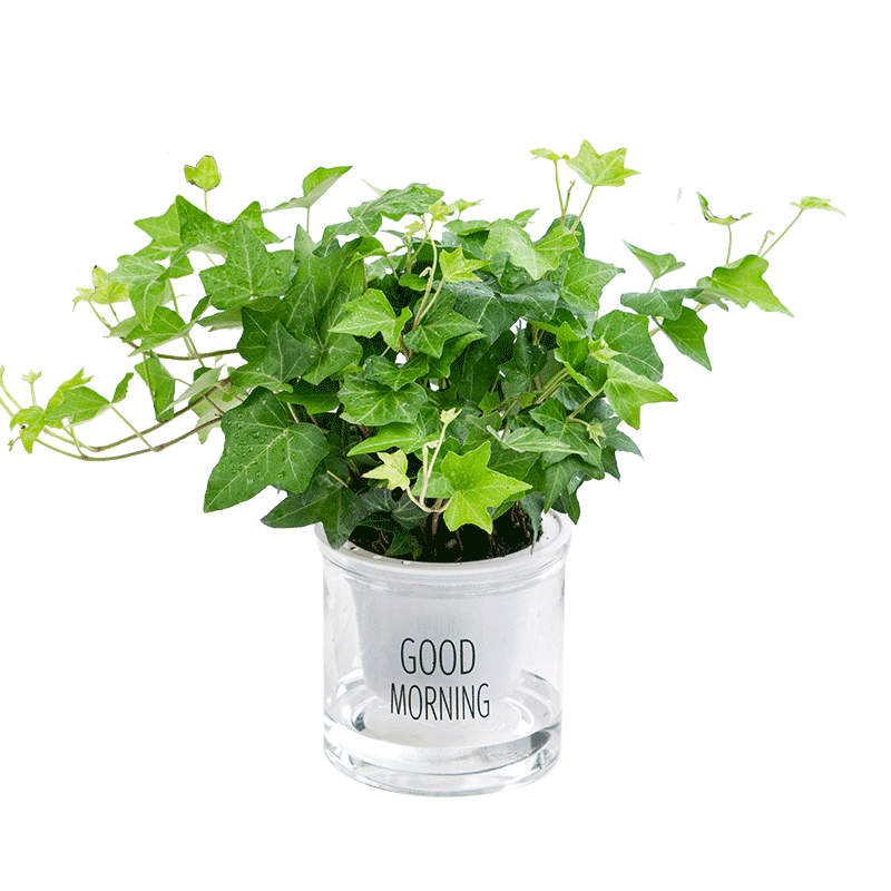 常春藤绿植盆栽植物室内净化空气高颜值四季常青吊兰爬藤好养花卉 - 图3