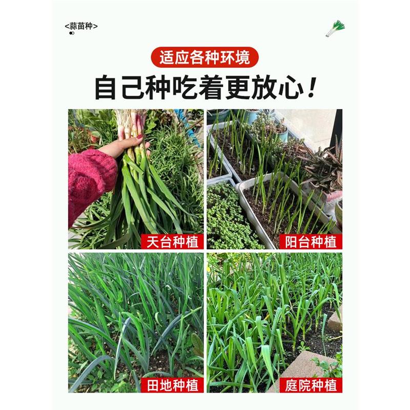 四季宽叶蒜苗蒜种大蒜种子种籽大蒜头红根紫皮自种红皮大蒜苗种子