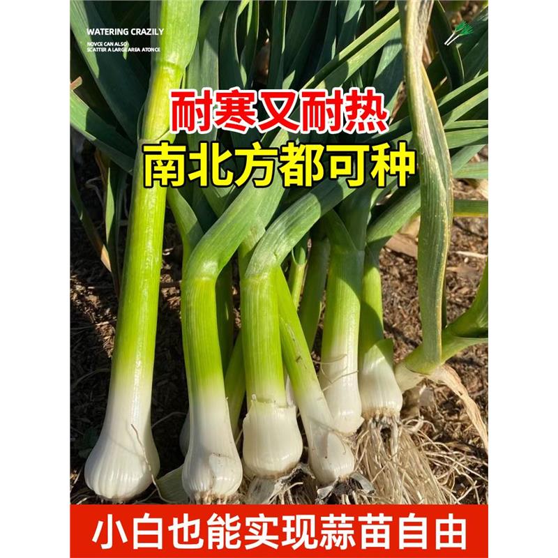 四季宽叶蒜苗蒜种大蒜种子种籽大蒜头红根紫皮自种红皮大蒜苗种子