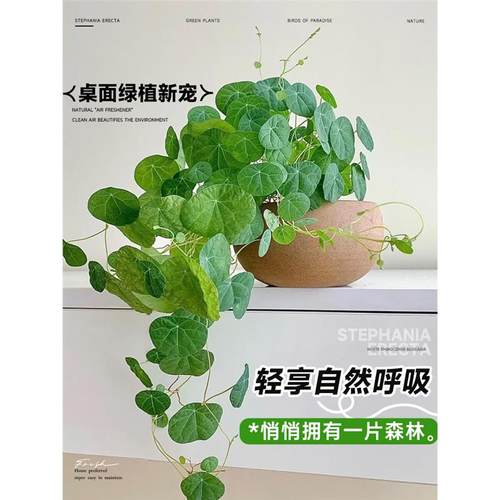 水培山乌龟爬藤植物办公室内桌面好水养活观叶绿植金不换种球盆栽 - 图2